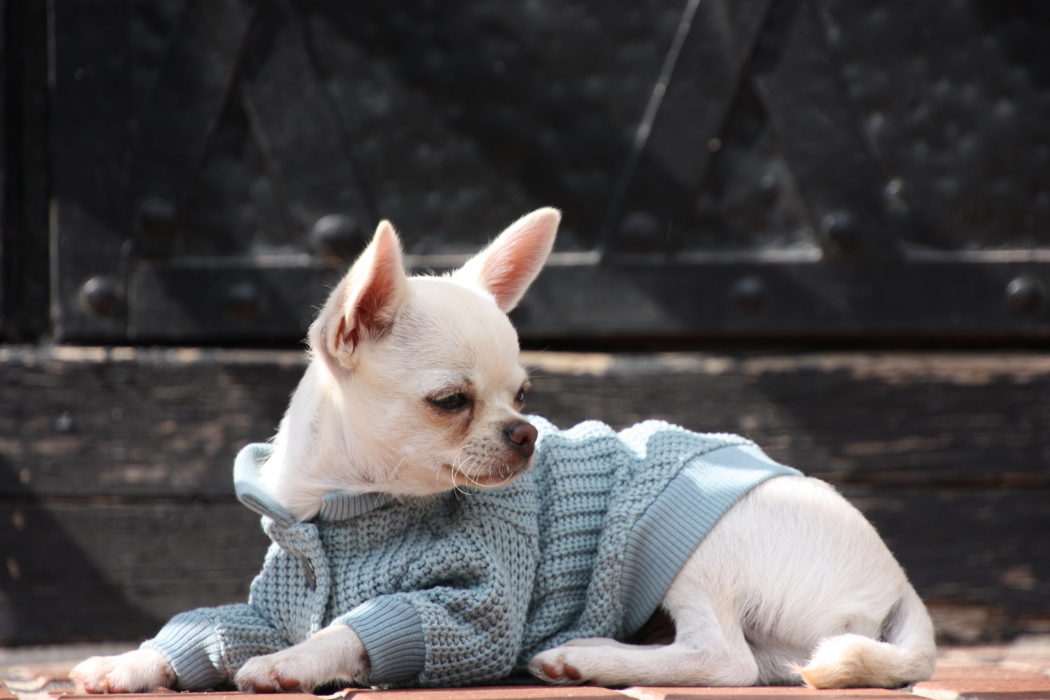 Sweterek New York Ocean